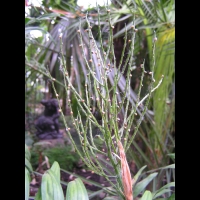 Chamaedorea Elegans (fam. Arecacees) (Mexique, Guatemala, Belize) (1)